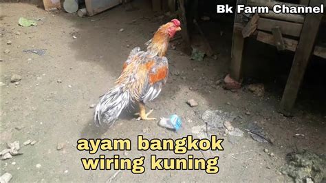 We would like to show you a description here but the site won't allow us. Ayam Bangkok klasik Wiring Kuning yang Pensiun Dini - YouTube