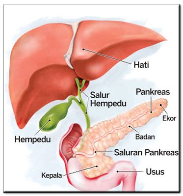 Fungsi empedu pada manusia meliputi pencernaan lemak, vitamin larut lemak, sebagai pengemulsi, bakterisida, dan ekskresi zat sisa dari hati. Simpton batu Karang Dalam Hempedu ~ VITAMIN WAWA