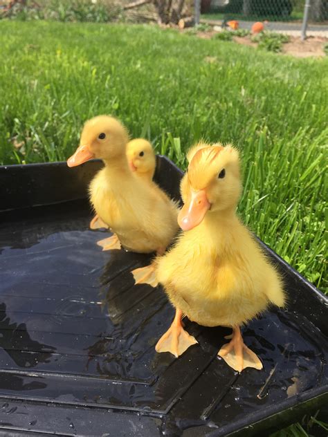 This white duck is very similar to our native mallard in size and behavior. Raising Pekin Ducks - Backyard Poultry