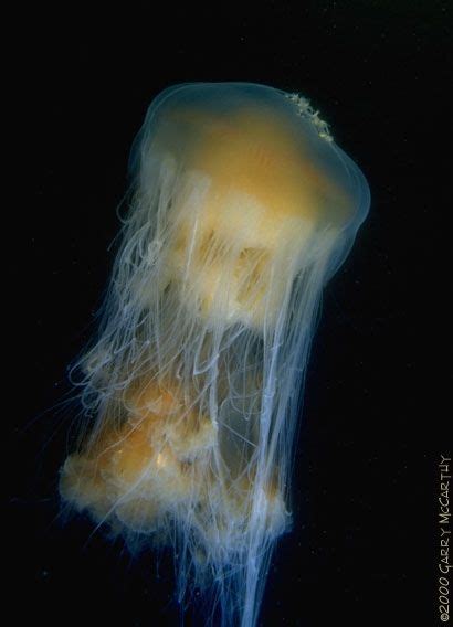 Take a read and find out more about these fascinating creatures! Fried Egg Jellyfish Phacellophora camschatica ;) | Sea and ...