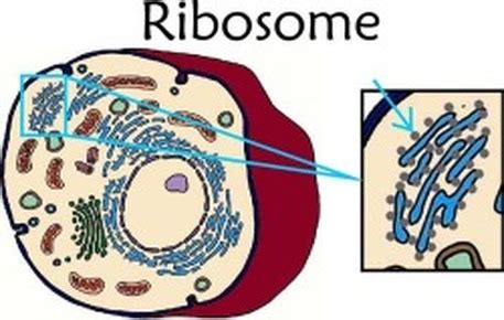 Mina asked 1 year ago. Ribosomes