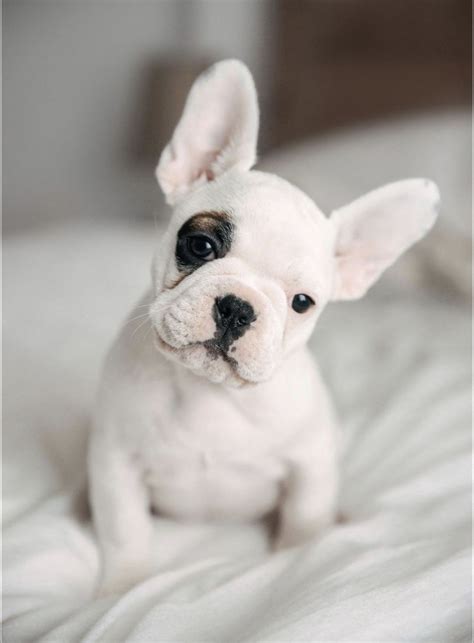 Conjunctivitis or pink eye in french bulldog is an inflamed eye tissue. French Bulldog Barking In Crate - Animal Friends