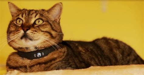 We have cool cat collars, beastie band cat collars, feline fantasy collars, cool cat leather collars, catnip, and marinated mice cat toys. 15 Coolest and Awesome Cat Gadgets.