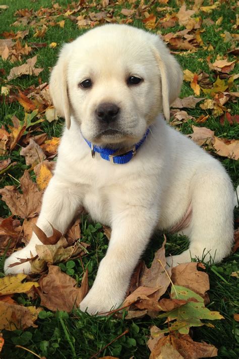 Labs are sociable, affectionate, and loyal. Yellow Lab Puppies For Adoption Near Me