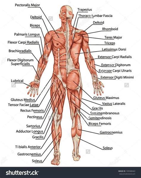 Most women are not looking to bulk their legs like a bodybuilder, nor are they looking to get their body fat as low as a bodybuilder or physique competitor. Female Lower Body Parts Diagram ~ DIAGRAM