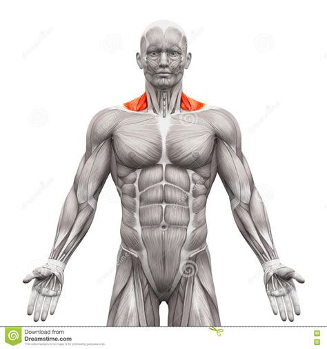 Thus within the shoulder complex, it is muscle forces which serve as the primary mechanism for securing the shoulder girdle to the thorax and providing a stable . Trapezius Front Neck Muscles - Anatomy Muscles Isolated On ...