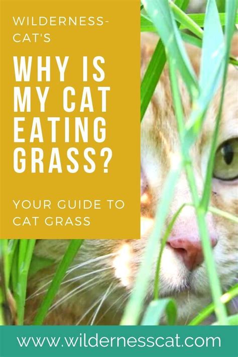 Chewy.com has been visited by 100k+ users in the past month Why Do Cats Eat Grass? What You Need to Know | Cat grass, Cat nutrition, Cat eating grass