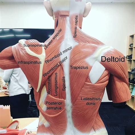 Interesting facts about voluntary muscles the human body has over 600 voluntary/skeletal muscles. Pin by Rachelle Cabrera on Studying | Muscle anatomy ...