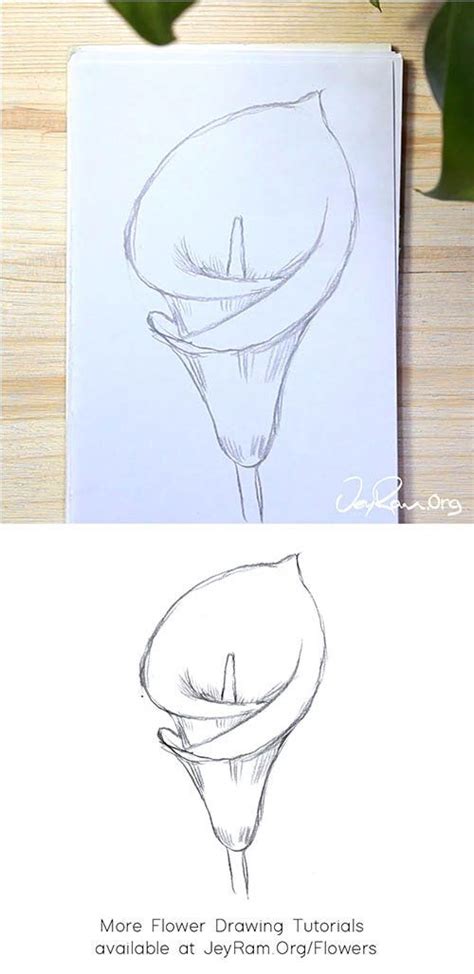 How much detail you add is all up to. How to Draw a Calla Lily : Step by Step — JeyRam : Art en ...