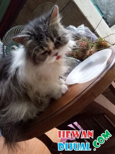 Anda ingin memelihara kucing anggora? Dijual Kucing Anggora di Depok | HewanDiJual.com