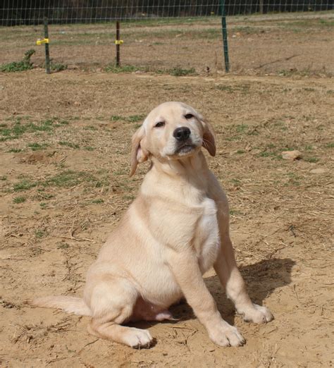 And of course, in our hearts. Rock Springs Labs - British Labrador Retrievers