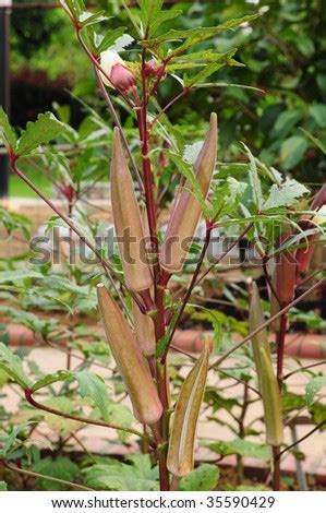 Lady finger bananas are native to australia and southeast asia. Lady Fingers Plant Stock Photo 35590429 - Shutterstock