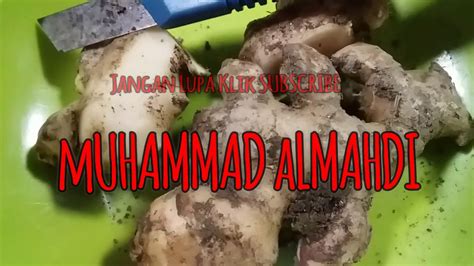 Jika sudah matang, angkat lalu saring air kunyit jahe. Cara membuat Minuman Air Jahe Super Segar dan Sehat - YouTube