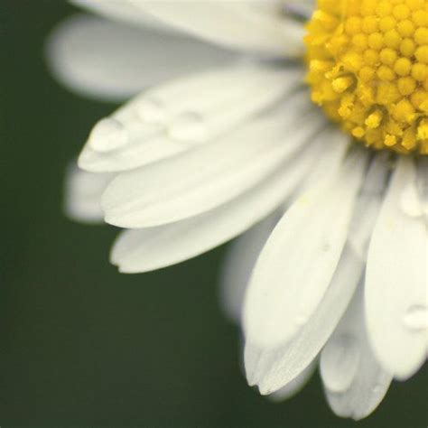 The daisy means i'll never tell! this beautiful flower comes in a variation of color and truly is the best kept secret! glimpse of a daisy. macro. | April birth flower, Beautiful blooms, Birth flowers