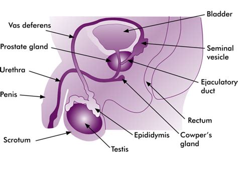 Sistem pembiakan lelaki label struktur pembiakan lelaki. Fakta Asas Fertiliti Lelaki - KL Fertility & Gynaecology ...