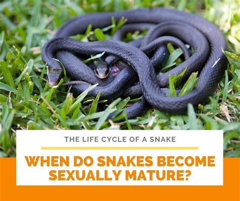 Onset of puberty and ethnicity. Study guide The Life Cycle of a Snake