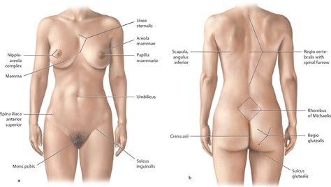 One major difference between males and females is their. Topographical Anatomy | Basicmedical Key