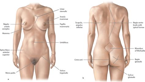 Instead of shaming the body, as many are taught to do while growing up, praise the female anatomy! Topographical Anatomy | Basicmedical Key