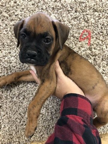 That the boxer is my breed! Boxer puppy dog for sale in New Sharon, Iowa