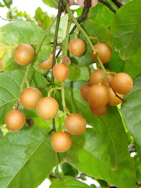 List of chinese fruit trees. ~WAMPI~ Clausena lansium CHINESE 'CHICKEN HEARTS' Fruit ...