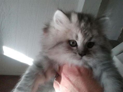 I am located in stanton, missouri. Beautiful Himalayan Persian kittens for Sale in Riverton ...