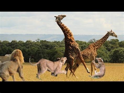 Camelcamelcamel reviews and camelcamelcamel.com customer ratings for april 2021. Sky Animals Videos Collection - YouTube (With images ...