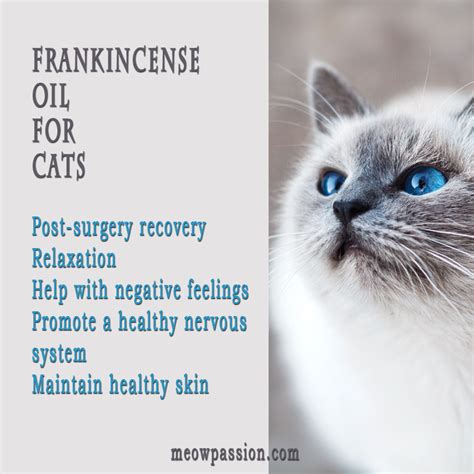 My cats are usually satisfied with the lavender fragrance, and they have never shown any signs of poisoning. Pin on Pets