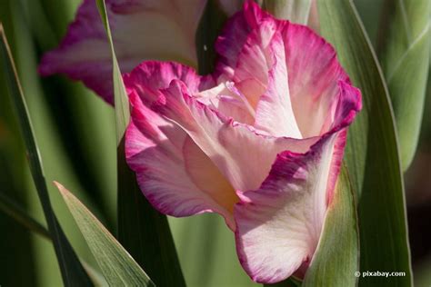 In vielen regionen wird die lange, schmale schnittblume auch als schwertblume bezeichnet. Gladiolen pflanzen: wann ist der beste Zeitpunkt? - alles ...