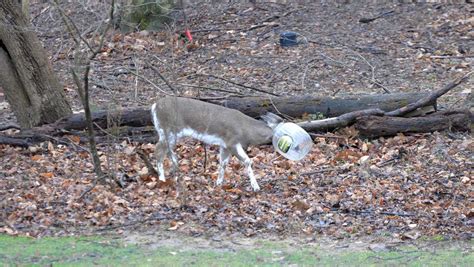 Maybe you would like to learn more about one of these? DNR frees deer from plastic container stuck on his head