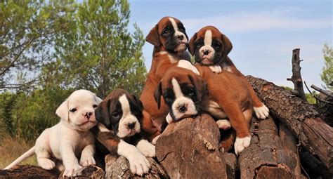 Monitor your puppy's weight, compare it with the average curve and that of other registered dogs, possibly print its weight curve to seek. Boxer Growth Chart | When Do Boxers Stop Growing