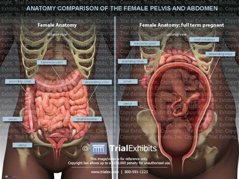 The lining of the uterus. Anatomy Comparison of the Female Pelvis and Abdomen ...