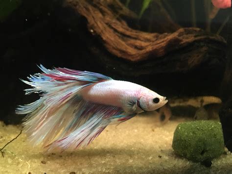 This article provides a 'must know' checklist and examples of the best betta fish tank mates. Fat Betta in community 40g hi : Aquariums