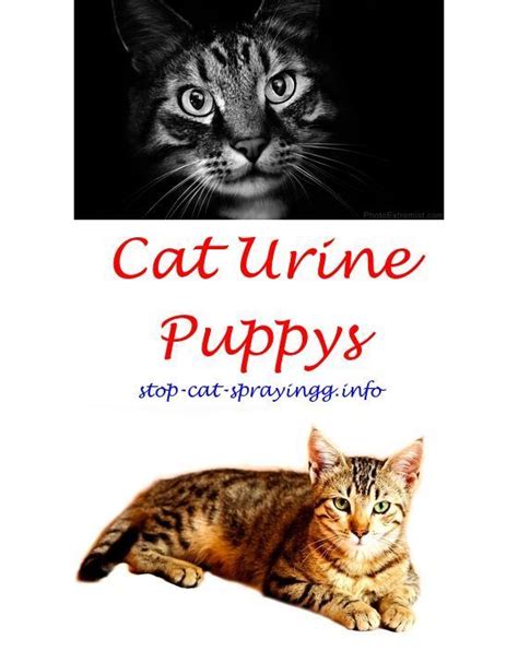 Cats spray for a multitude of reasons. how to stop a neutered cat from spraying will neutering a ...