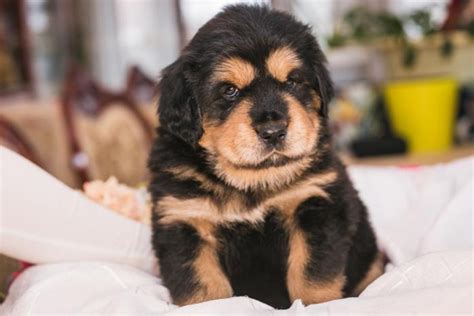 For this reason, tibetan mastiff ownership is discouraged for small apartments. Dogue du Tibet à vendre en ville de Москва (Fédération de ...