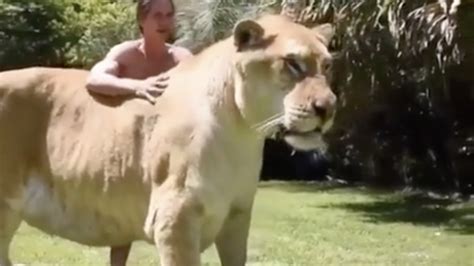 De lijger, die in het nederlands ook wel met zijn engelse naam liger of zijn franse benaming ligre wordt benoemd, is het kind van een. De kruising tussen een mannetjes leeuw en een vrouwtjes ...