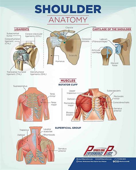 We did not find results for: Shoulder Anatomy Poster - Frank Netters' Inspired