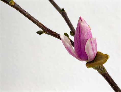 Weitere ideen zu pflanzen, baum, alte bäume. wann wird es endlich richtig Frühling Foto & Bild ...