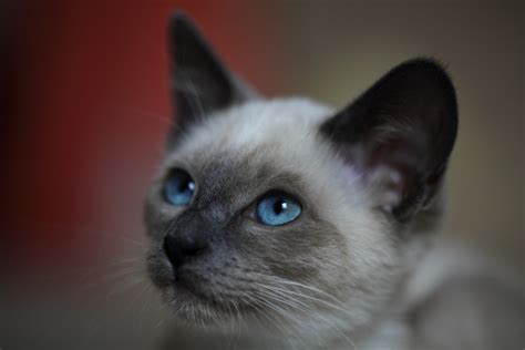 Find siamese kittens for sale. Va. group caters to Siamese rescues and adoptions | WTOP