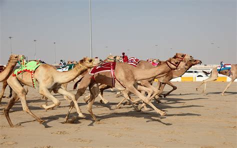 Deep in the dubai desert sands at al marmoom camel race track, you can find a modern day version of the old tradition of camel racing. Top 10 things to do in Umm Al Quwain: History, Sports ...