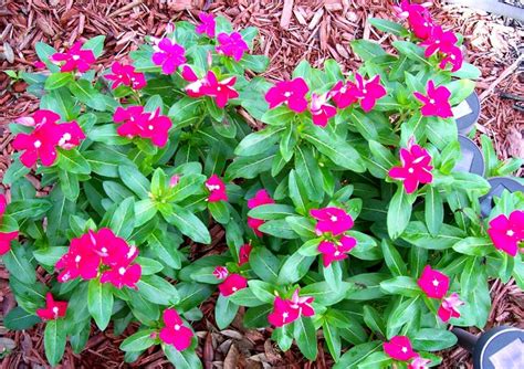 These eight perennial flowers will come back reliably each year, whether you live in florida or minnesota. 61 best Vincas images on Pinterest