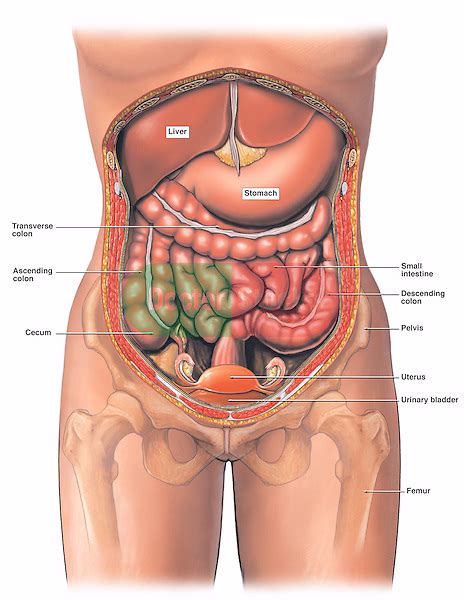 The stomach receives food from the esophagus. Anatomy of the Female Abdomen and Pelvis, Cut-away View ...