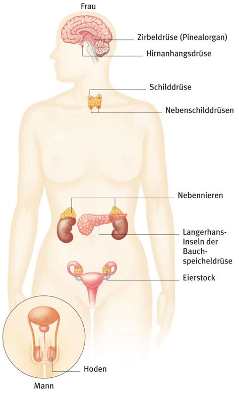 Welche organe eignen sich eigentlich zur organtransplantation? endokrine Organe, aus dem Gesundheitslexikon | Gesundheit ...