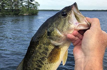 Check spelling or type a new query. Largemouth Bass | Mid-Atlantic Stocking