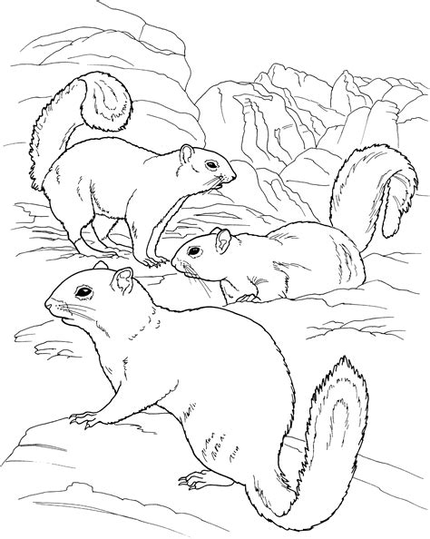 Free Squirrel Coloring Pages