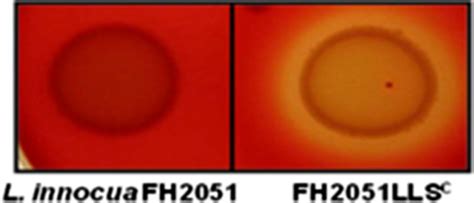 It was named innocua (innocuous) because as opposed to pathogenic listeria monocytogenes, l. Growth, after 24 h at 37°C, of L. innocua FH2051 and ...