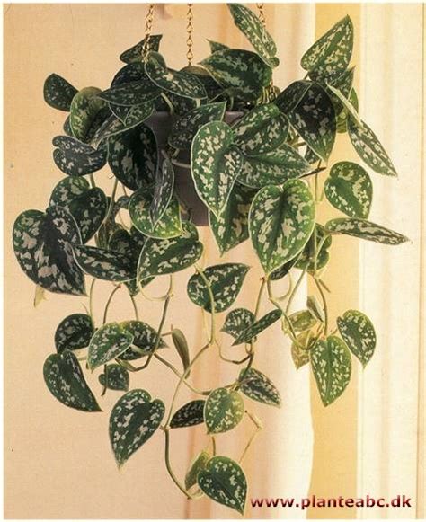 359,578 likes · 50,024 talking about this. Måneskin - Scindapsus pictus