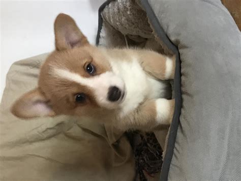 Find corgi in dogs & puppies for rehoming | 🐶 find dogs and puppies locally for sale or adoption in canada : Pembroke Welsh Corgi Puppies For Sale | Virginia Beach, VA ...