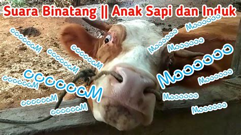  Suara Hewan | Anak sapi lucu banget bikin Ngakak | sapi ...