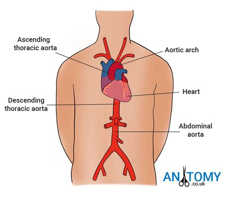 Abdominal parts of human body your signs and symptoms in. The Aorta - Anatomy, Location, Structure, Function & Diagram