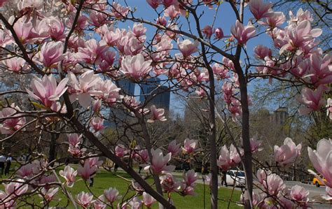 Use them in commercial designs under lifetime, perpetual & worldwide rights. Signs of Spring : NYC Parks